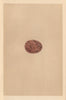 BRITISH BIRD EGGS. Hobby. MORRIS 1866 old antique vintage print picture