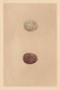 BRITISH BIRD EGGS. Orange-Legged Hobby. MORRIS 1866 old antique print picture