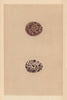 BRITISH BIRD EGGS. Kestrel. MORRIS 1866 old antique vintage print picture