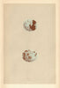 BRITISH BIRD EGGS. Sparrow-Hawk. MORRIS 1866 old antique vintage print picture