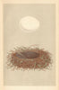 BRITISH BIRD EGGS. Marsh Harrier. MORRIS 1866 old antique print picture