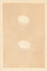BRITISH BIRD EGGS. Short-Eared owl. Long-Eared owl. MORRIS 1866 old print