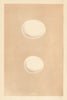 BRITISH BIRD EGGS. Snowy owl. Tawny owl. MORRIS 1866 old antique print picture