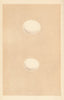 BRITISH BIRD EGGS. White owl. Little owl. MORRIS 1866 old antique print
