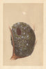 BRITISH BIRD EGGS & NESTS. Long-Tailed Tit. MORRIS 1866 old antique print