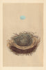 BRITISH BIRD EGGS & NESTS. Pied Flycatcher. MORRIS 1866 old antique print