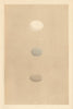 BRITISH BIRD EGGS. Bee-Eater. Hoopoe. MORRIS 1866 old antique print picture