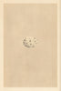 BRITISH BIRD EGGS. Chough. MORRIS 1866 old antique vintage print picture