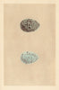 BRITISH BIRD EGGS. Raven. MORRIS 1866 old antique vintage print picture