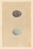 BRITISH BIRD EGGS. Crow. MORRIS 1866 old antique vintage print picture