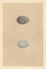 BRITISH BIRD EGGS. Rook. MORRIS 1866 old antique vintage print picture