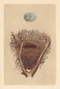 BRITISH BIRD EGGS & NESTS. Magpie. MORRIS 1866 old antique print picture