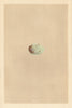 BRITISH BIRD EGGS. Nutcracker. MORRIS 1866 old antique vintage print picture