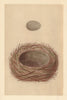 BRITISH BIRD EGGS & NESTS. Jay. MORRIS 1866 old antique vintage print picture