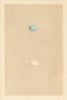 BRITISH BIRD EGGS. Waxwing. Nuthatch. MORRIS 1866 old antique print picture