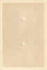 BRITISH BIRD EGGS. Wryneck. Creeper. MORRIS 1866 old antique print picture
