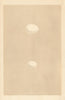 BRITISH BIRD EGGS. Great & Lesser spotted woodpecker. MORRIS 1866 old print