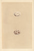 BRITISH BIRD EGGS. Nightjar. MORRIS 1866 old antique vintage print picture