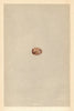 BRITISH BIRD EGGS. Richard's Pipit. MORRIS 1866 old antique print picture