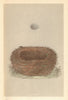 BRITISH BIRD EGGS & NESTS. Meadow Pipit. MORRIS 1866 old antique print picture