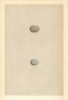 BRITISH BIRD EGGS. Shore lark. Short-toed lark. MORRIS 1866 old antique print
