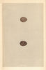 BRITISH BIRD EGGS. Sky lark. Crested lark. MORRIS 1866 old antique print