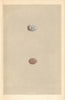 BRITISH BIRD EGGS. Snow Bunting. Lapland Bunting. MORRIS 1866 old print