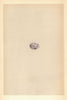 BRITISH BIRD EGGS. Bunting. MORRIS 1866 old antique vintage print picture