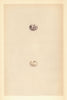 BRITISH BIRD EGGS. Black-headed Bunting. MORRIS 1866 old antique print picture