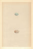 BRITISH BIRD EGGS. Mountain finch. MORRIS 1866 old antique print picture
