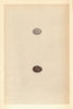 BRITISH BIRD EGGS. Tree Sparrow. MORRIS 1866 old antique vintage print picture