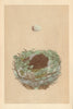 BRITISH BIRD EGGS & NESTS. Greenfinch. MORRIS 1866 old antique print picture