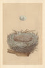 BRITISH BIRD EGGS & NESTS. Hawfinch. MORRIS 1866 old antique print picture