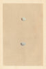 BRITISH BIRD EGGS. Mealy Redpole. Twite. MORRIS 1866 old antique print picture