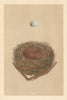 BRITISH BIRD EGGS & NESTS. Bullfinch. MORRIS 1866 old antique print picture