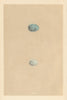 BRITISH BIRD EGGS. Pine grossbeak. Crossbill. MORRIS 1866 old antique print