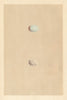 BRITISH BIRD EGGS. Parrot & American White-winged Crossbill. MORRIS 1866 print