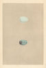 BRITISH BIRD EGGS. Starling. Red-winged Starling. MORRIS 1866 old print