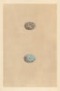 BRITISH BIRD EGGS. Fieldfare. MORRIS 1866 old antique vintage print picture