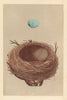 BRITISH BIRD EGGS & NESTS. Thrush. MORRIS 1866 old antique print picture