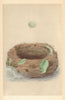 BRITISH BIRD EGGS & NESTS. Bluebreast. MORRIS 1866 old antique print picture