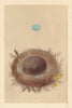 BRITISH BIRD EGGS & NESTS. Whinchat. MORRIS 1866 old antique print picture