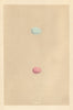 BRITISH BIRD EGGS. Wheatear. Grasshopper Warbler. MORRIS 1866 old print