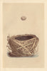 BRITISH BIRD EGGS & NESTS. Savi's Warbler. MORRIS 1866 old antique print