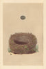BRITISH BIRD EGGS & NESTS. Sedge Warbler. MORRIS 1866 old antique print