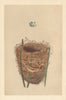 BRITISH BIRD EGGS & NESTS. Reed warbler. MORRIS 1866 old antique print picture
