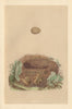 BRITISH BIRD EGGS & NESTS. Nightingale. MORRIS 1866 old antique print picture