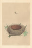 BRITISH BIRD EGGS & NESTS. Whitethroat. MORRIS 1866 old antique print picture