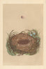 BRITISH BIRD EGGS & NESTS. Lesser Whitethroat. MORRIS 1866 old antique print