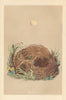 BRITISH BIRD EGGS & NESTS. Wood Warbler. MORRIS 1866 old antique print picture